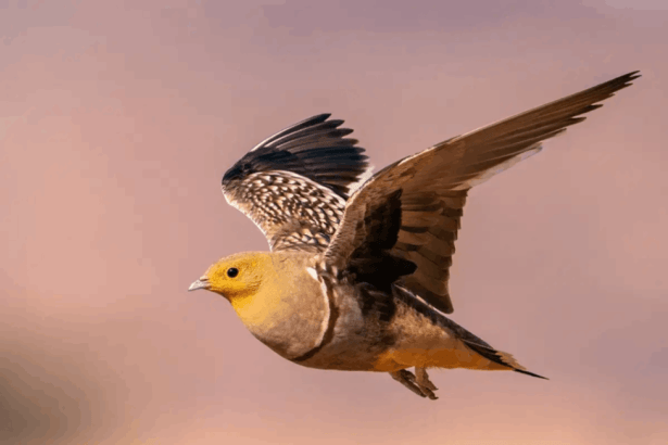 Sandgrouse