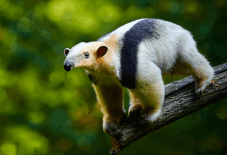 Little anteater