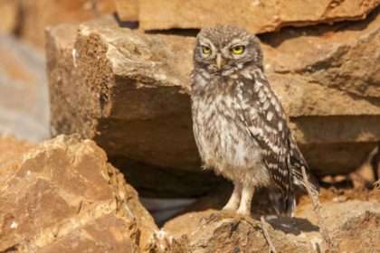 rock owl