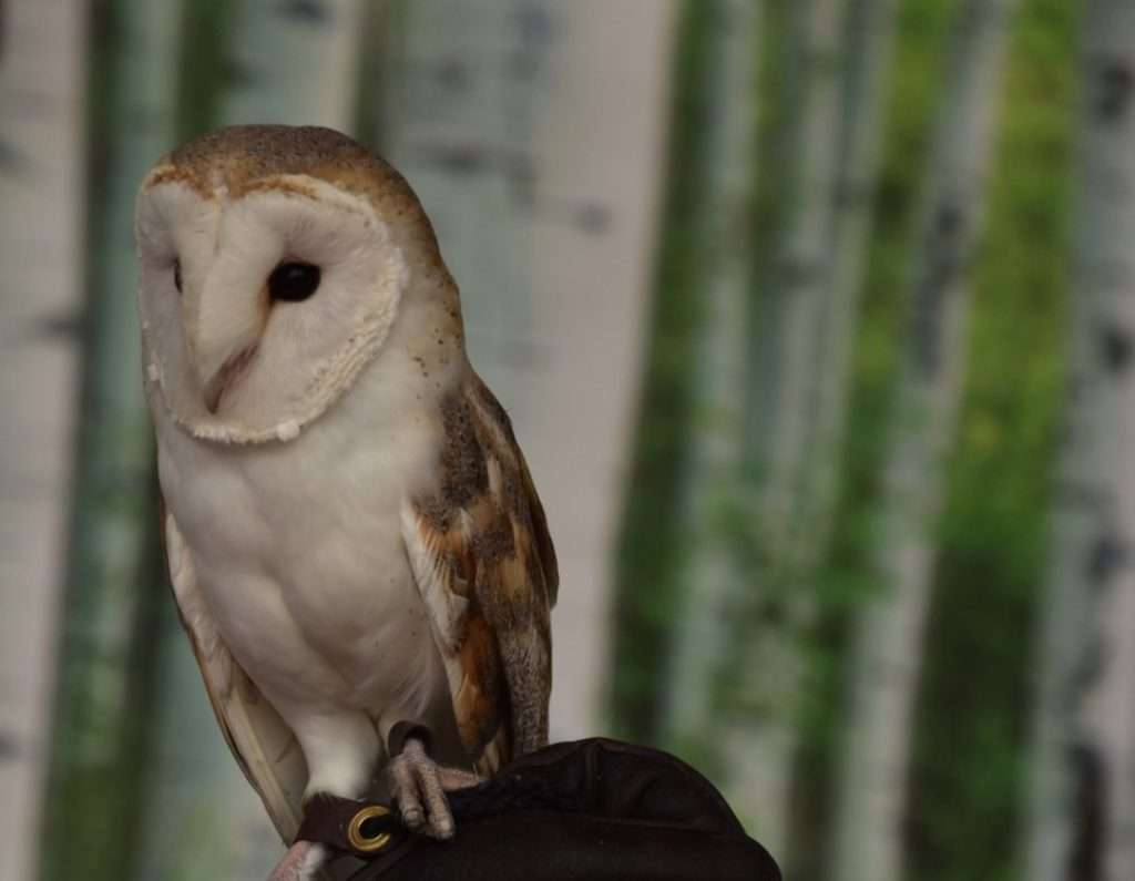 Barn owl