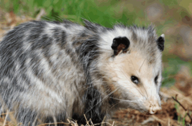 Opossum 