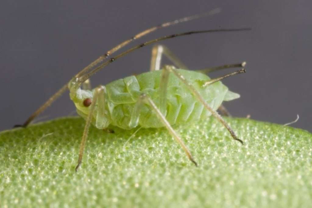 aphids