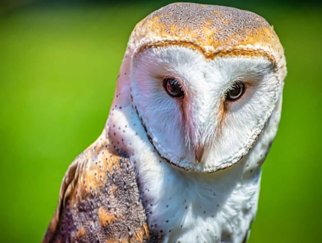 Barn owl