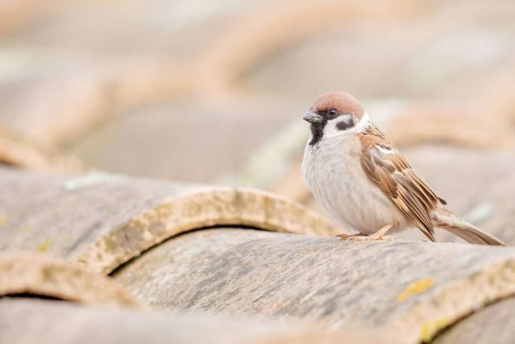  عصفور البيت(House sparrow) 