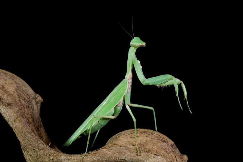 praying mantis