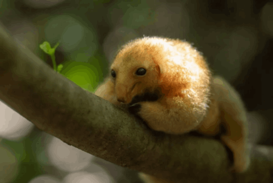 Little anteater