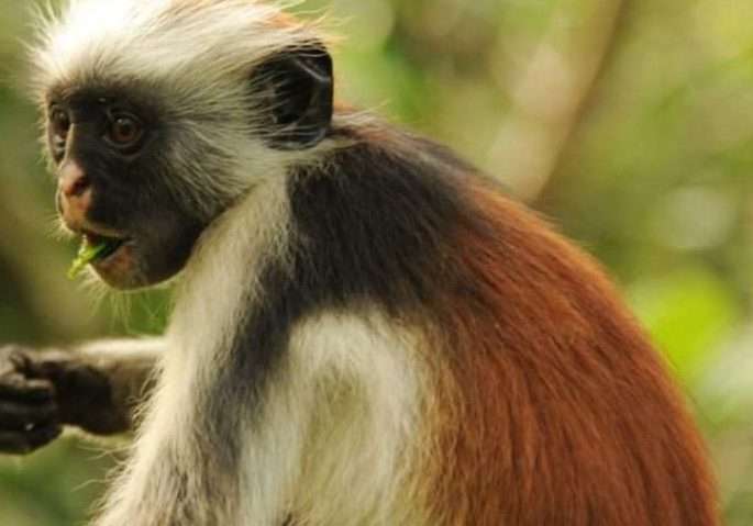 Zanzibar red monkey