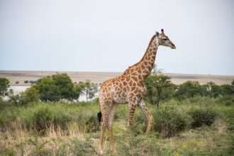 Nubian giraffe