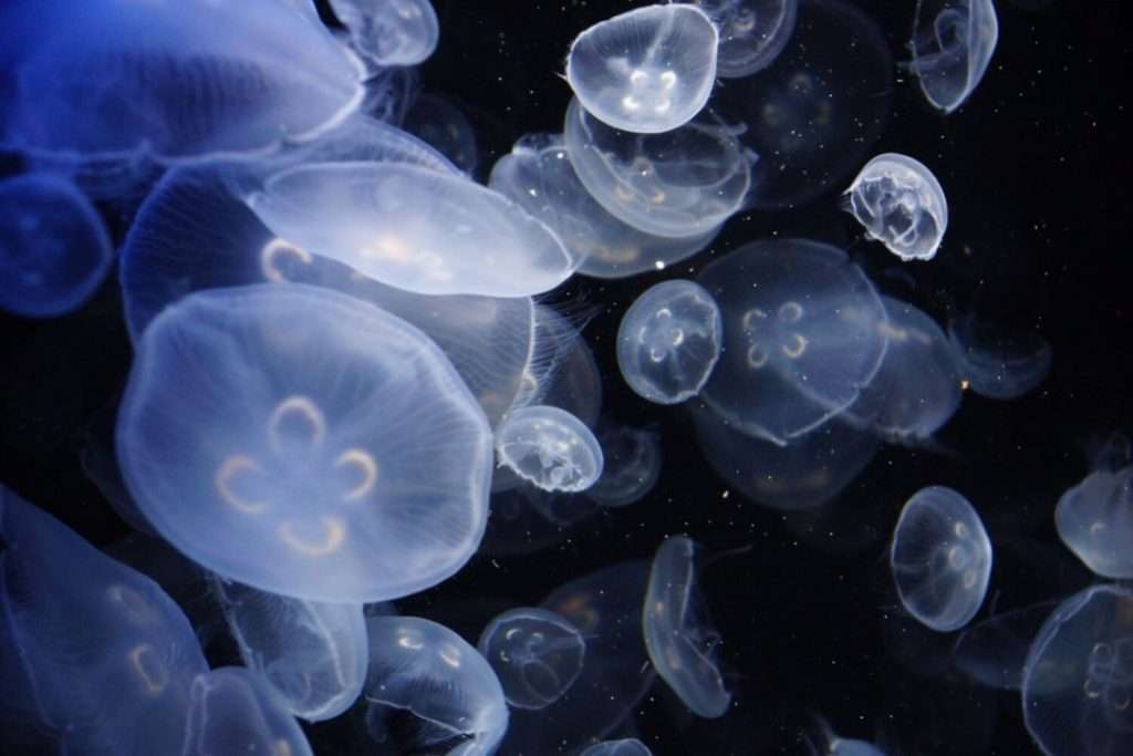 moon jellyfish