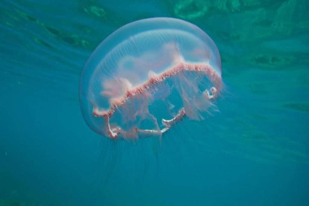 moon jellyfish