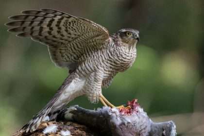 Eurasian Sparrowhawk