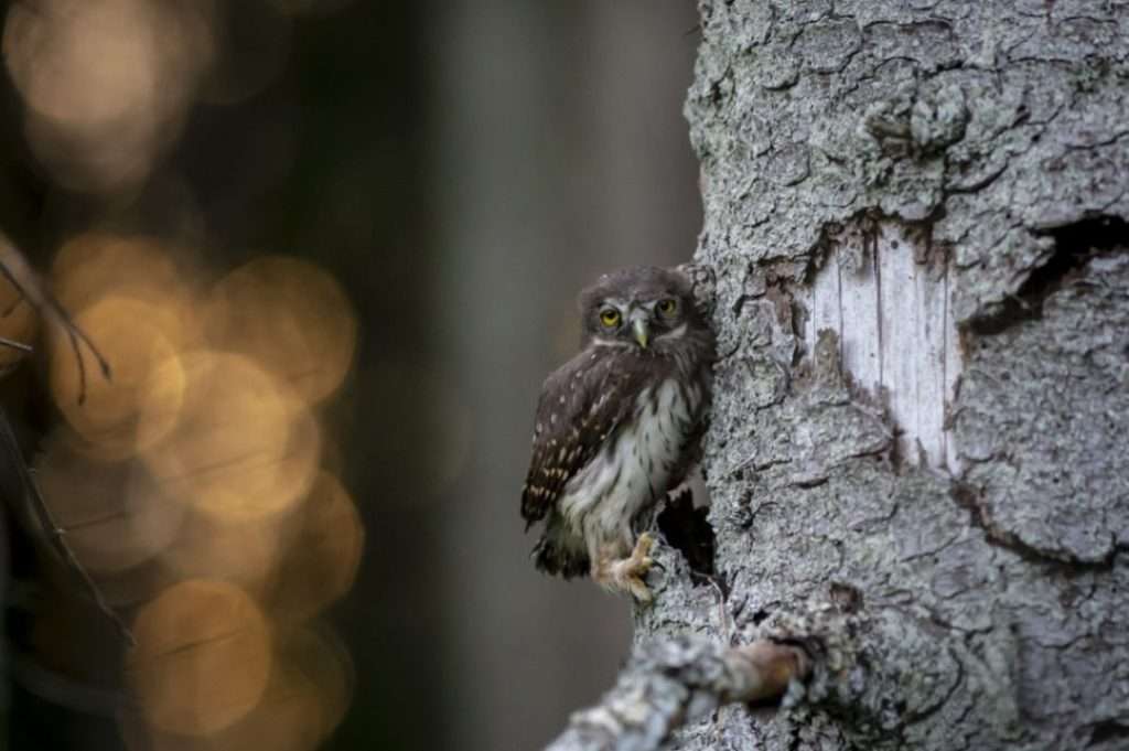 rock owl