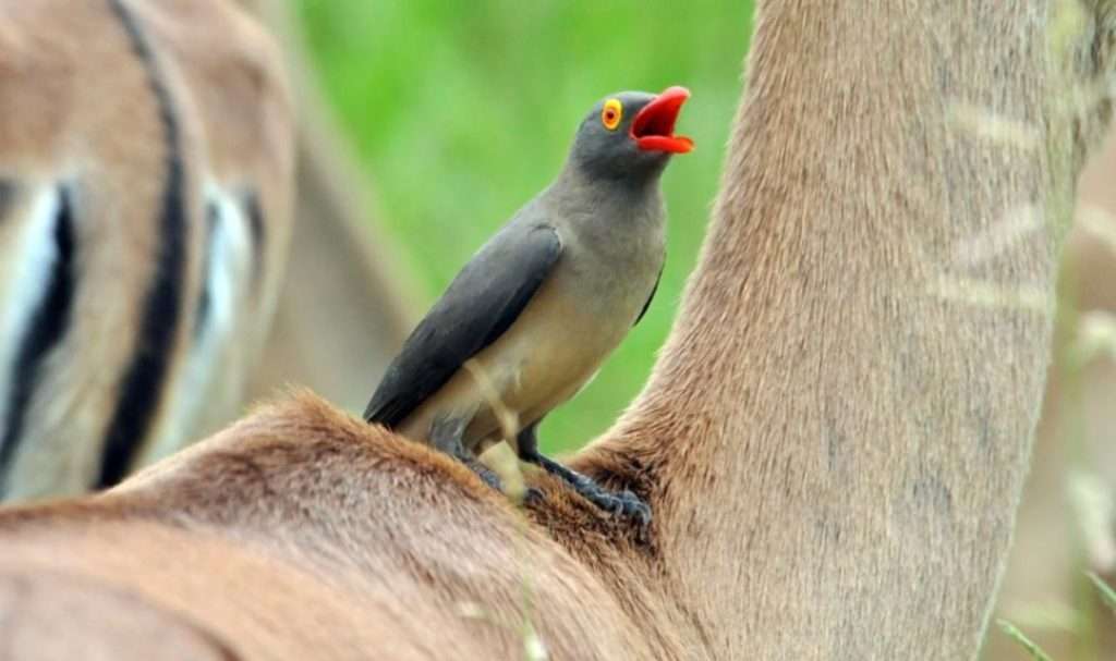 Oxpecker bird