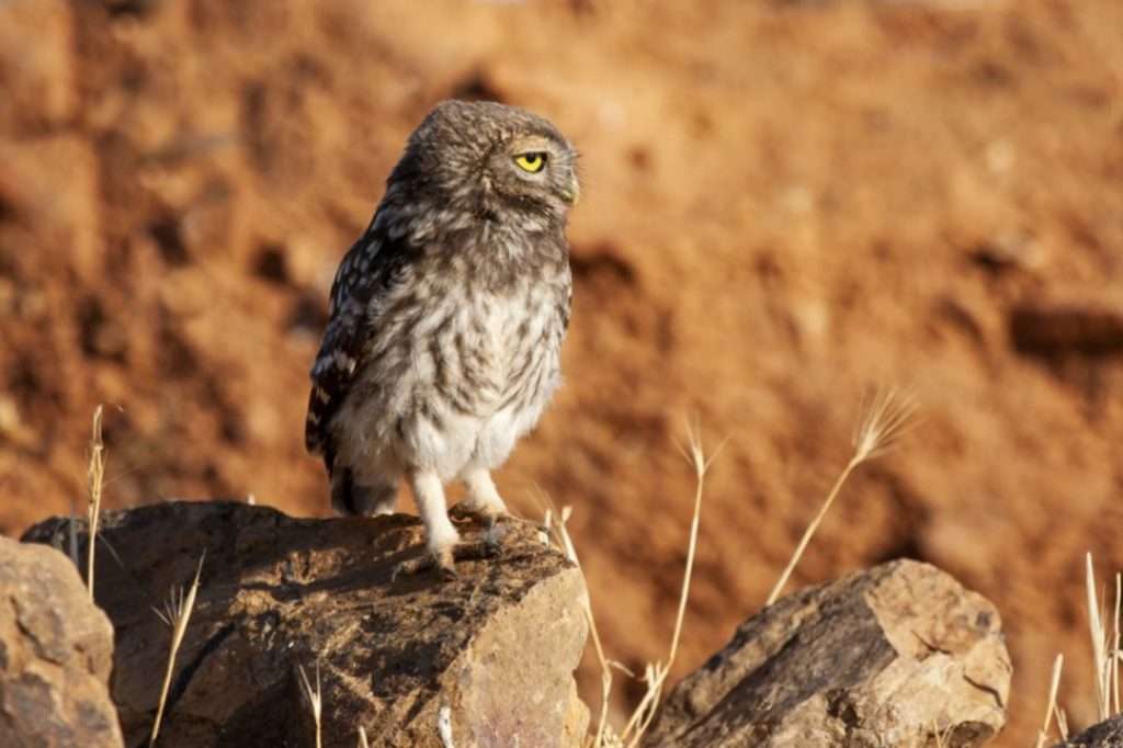 rock owl