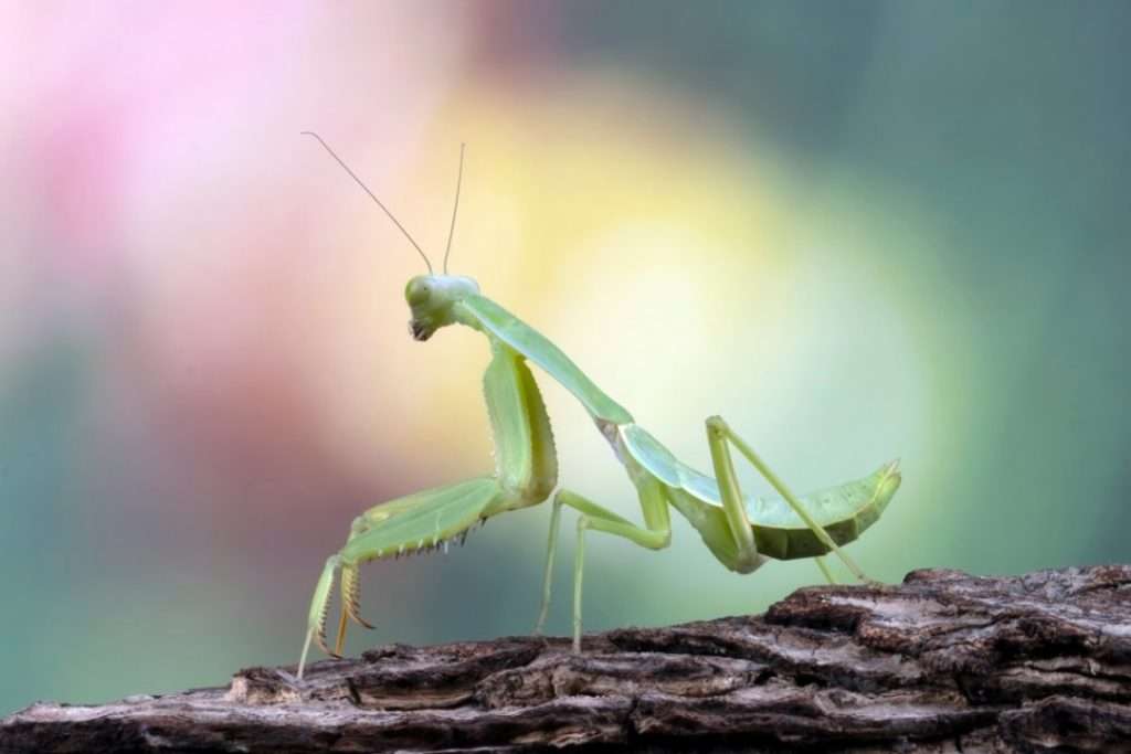 praying mantis