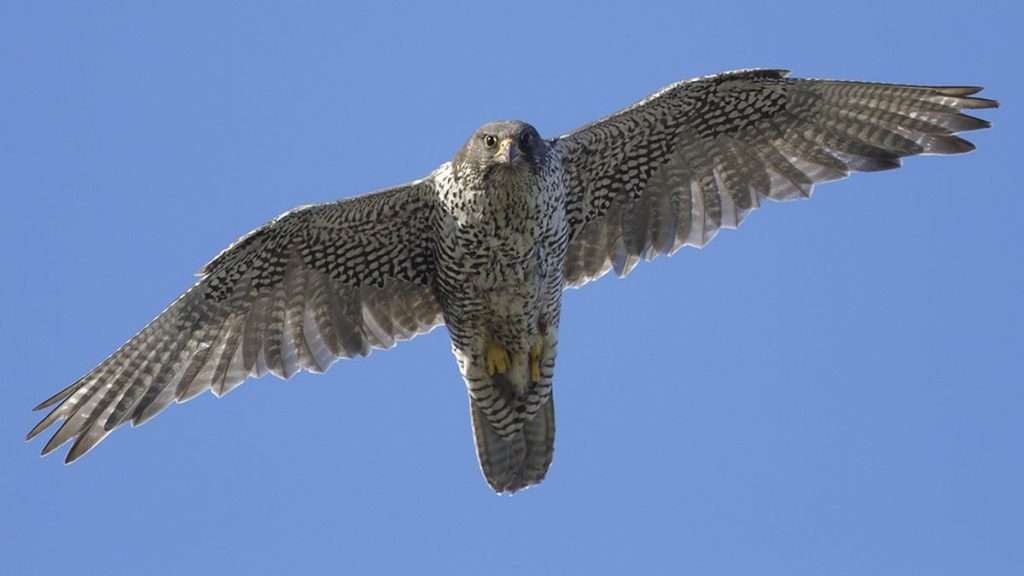 Gyrfalcon