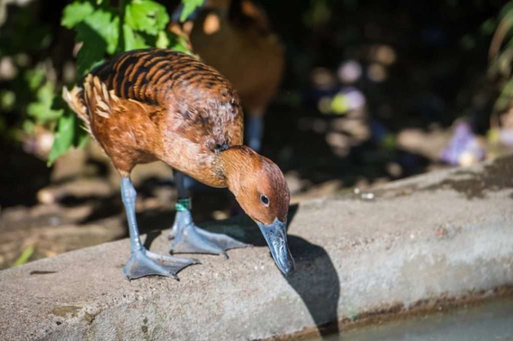 Fulvous whistling duck