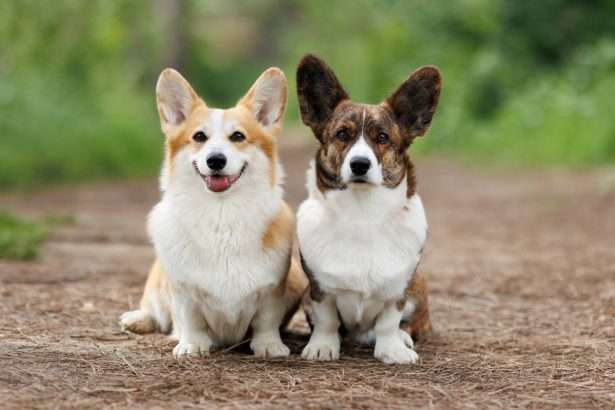 Pembroke Corgi