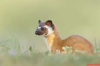 mountain weasel