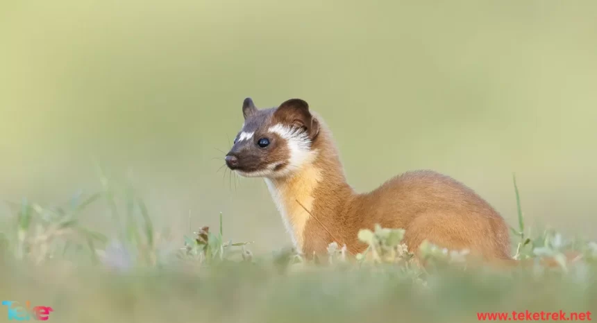 mountain weasel