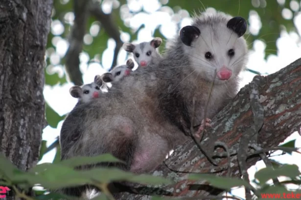 opossum