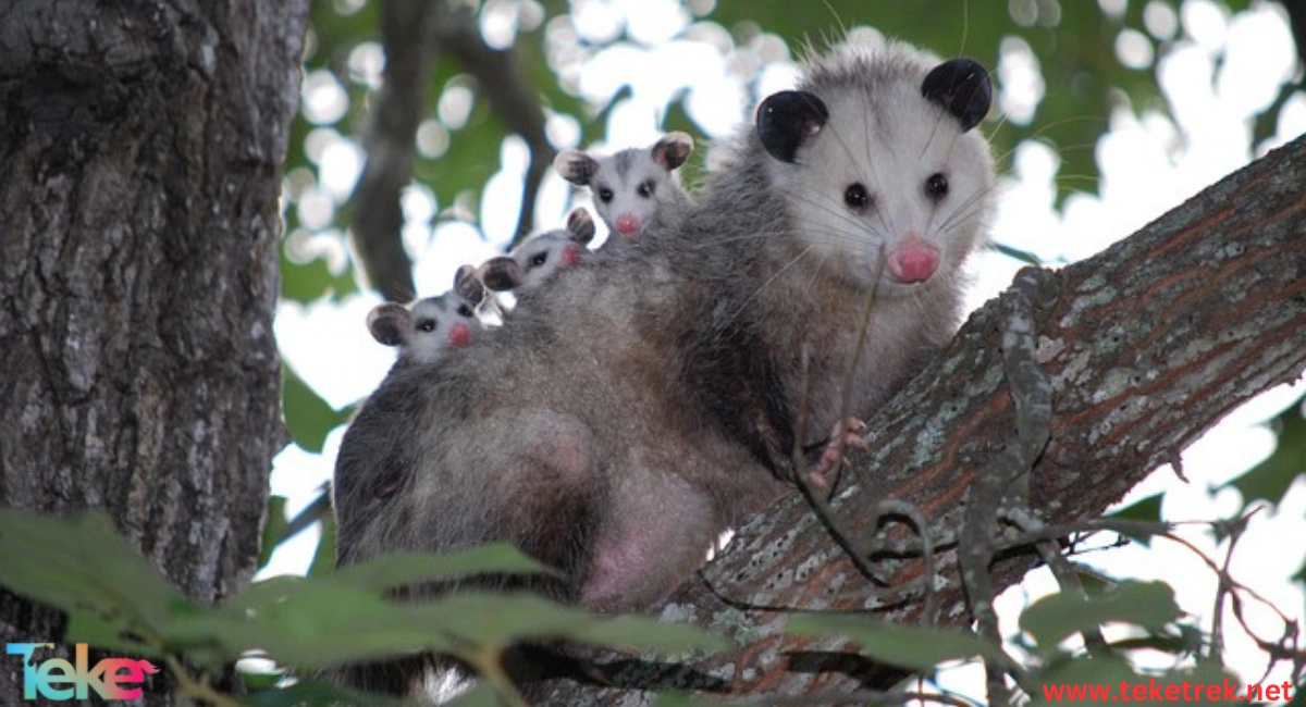 opossum