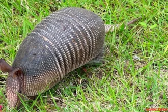 armadillo