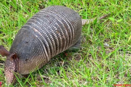 armadillo