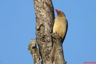 Oxpecker