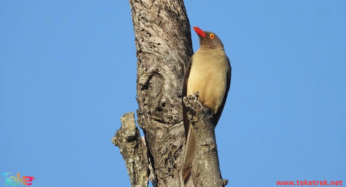 Oxpecker