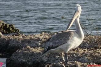 great white pelican