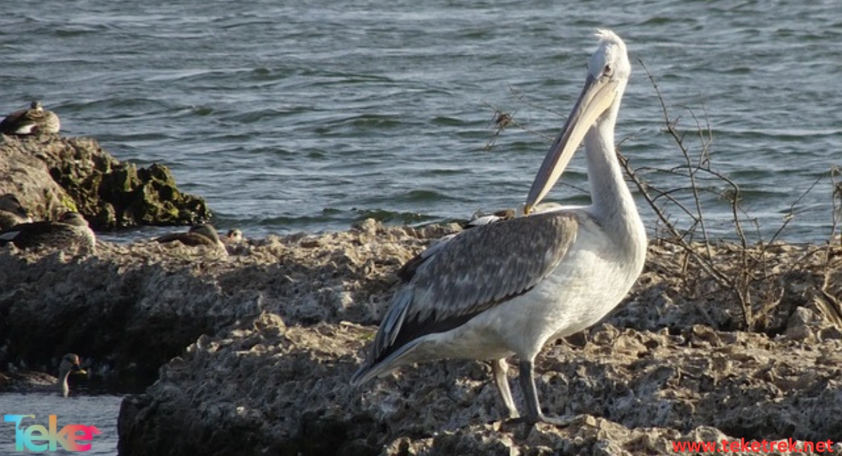 great white pelican