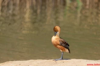 Fulvous whistling duck