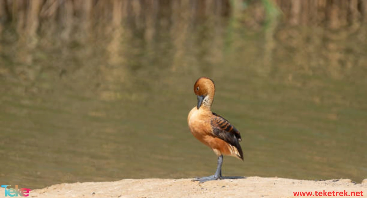 Fulvous whistling duck