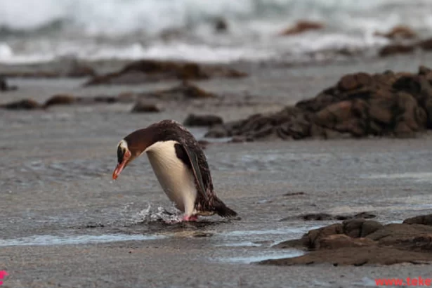 yellow eyed penguin