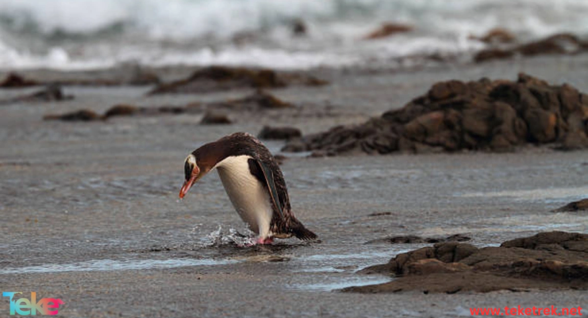 yellow eyed penguin