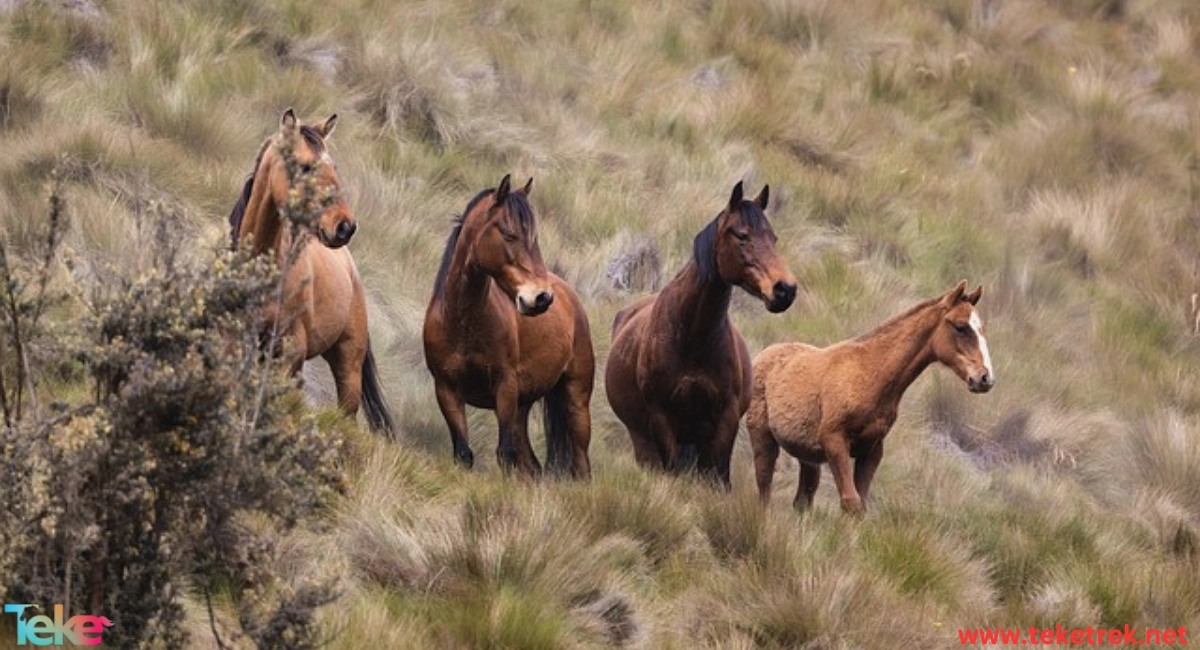 Australian horse