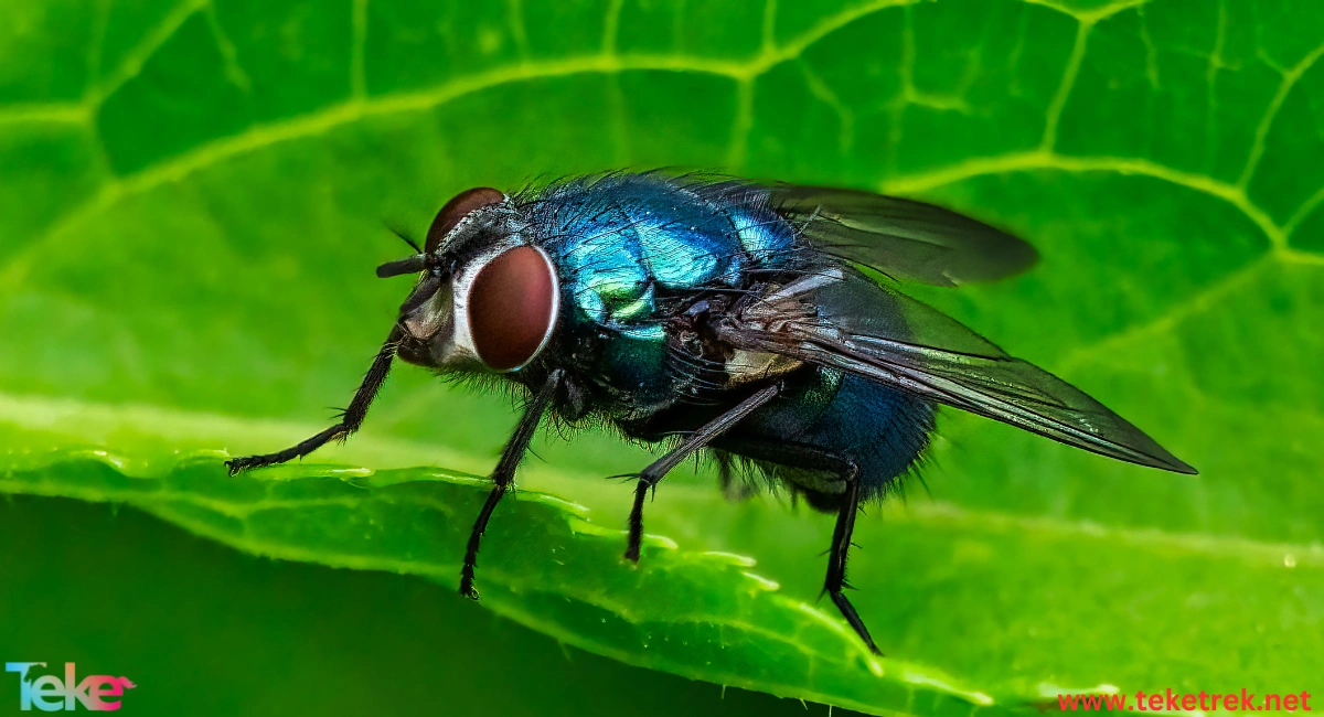 blue flies