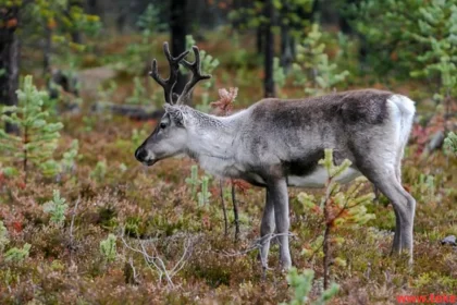 Reindeer