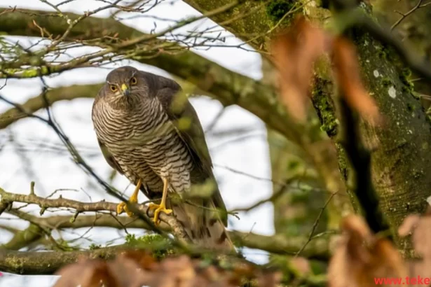 Eurasian Sparrowhawk