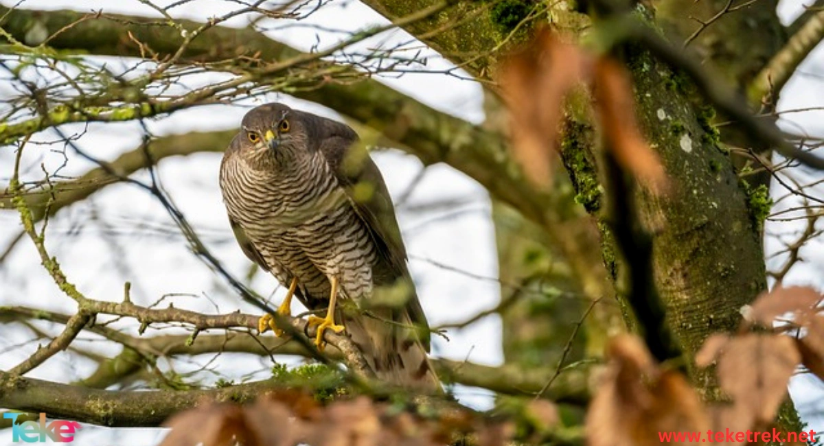 Eurasian Sparrowhawk