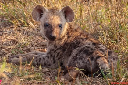 spotted hyena