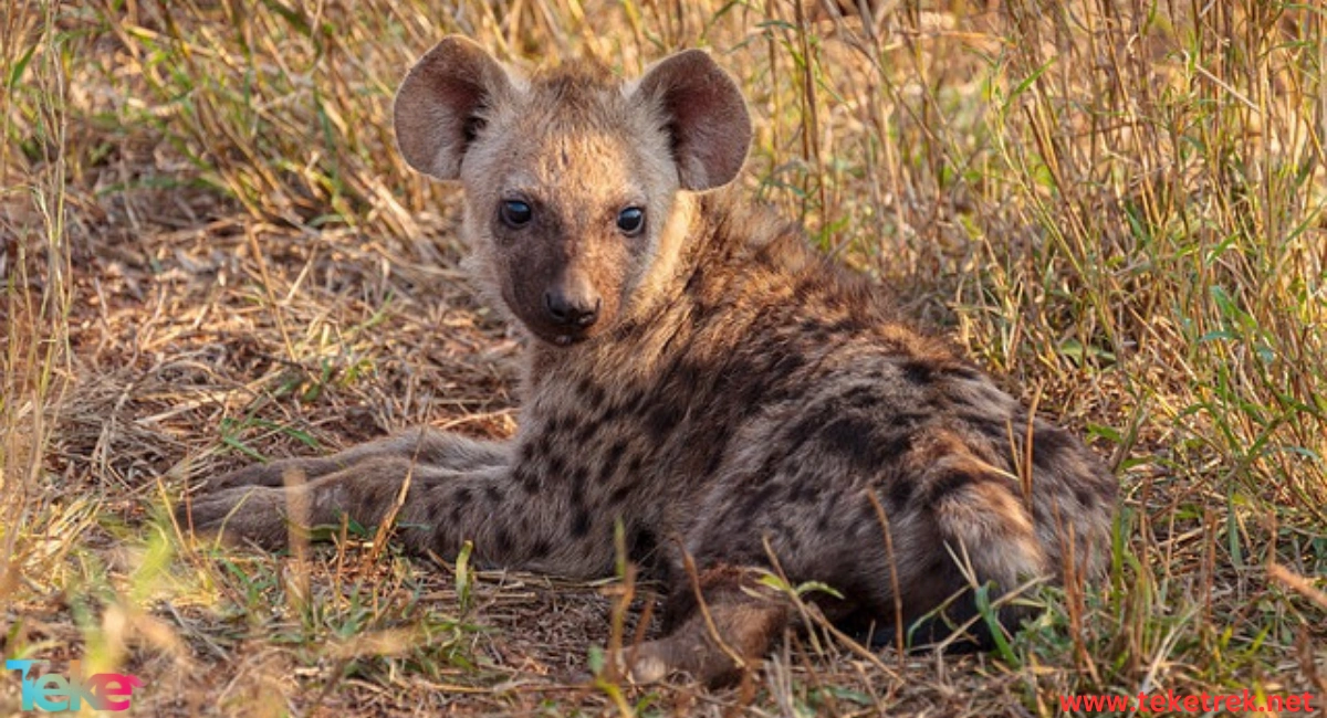 spotted hyena