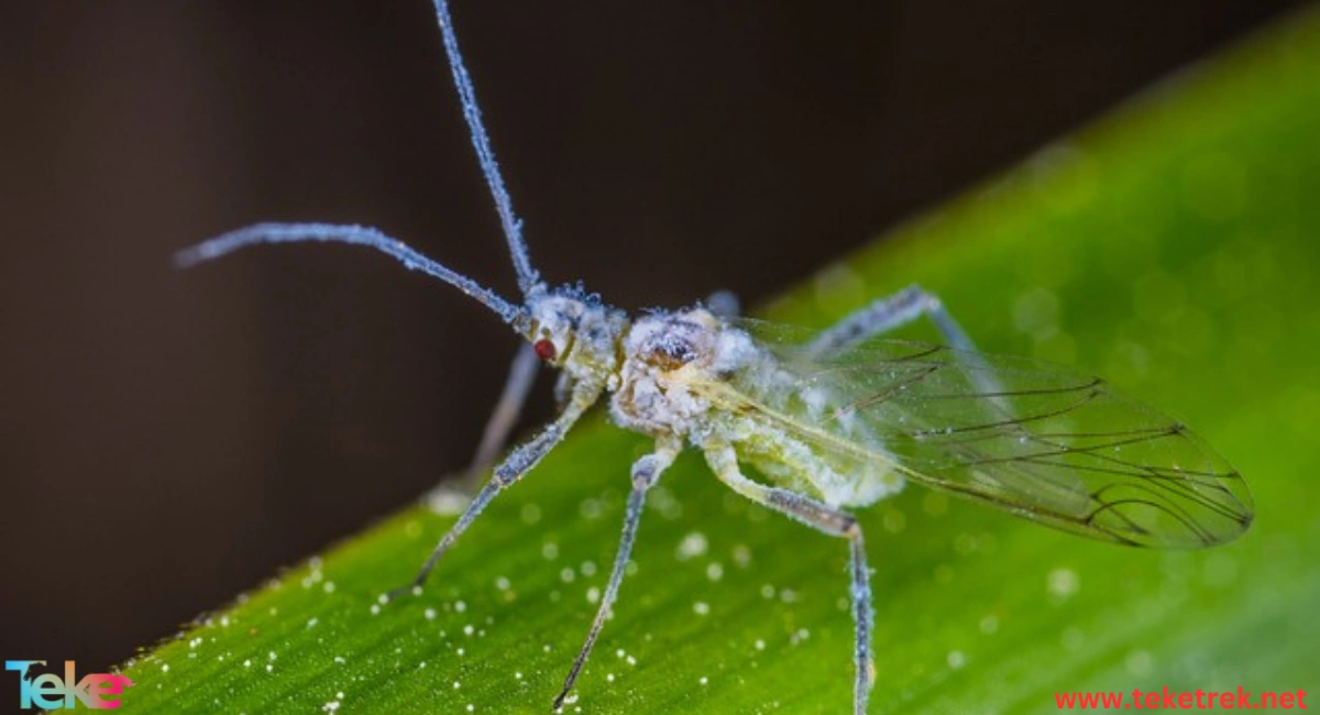 aphid