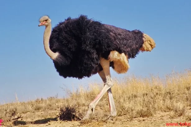 Blue-necked Ostrich