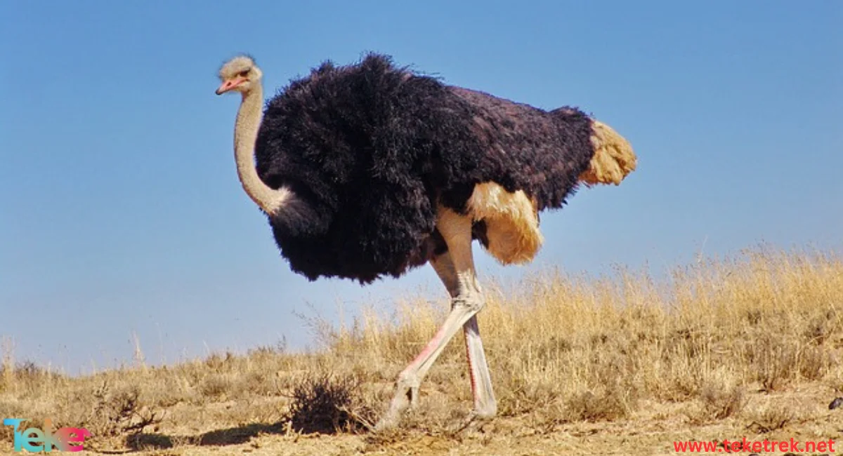 Blue-necked Ostrich