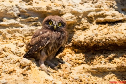 rock owl