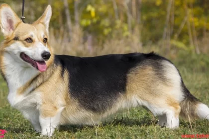 Pembroke Corgi