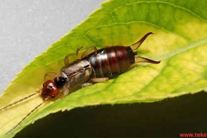 earwigs