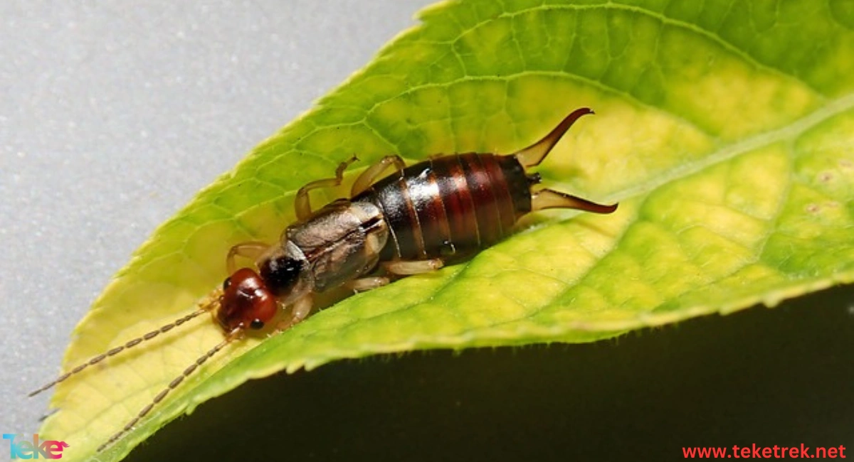 earwigs